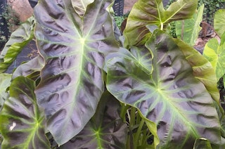 Close up of Elephant Ear ‘Aloha’ water plant.