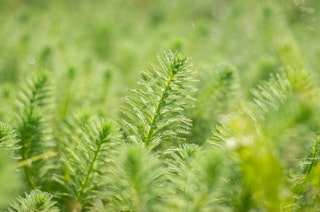 Close up of Oxygenating Aquatic Plant.