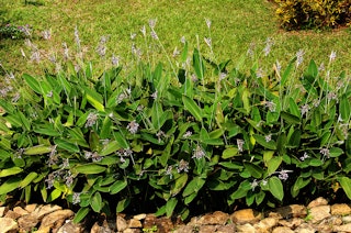 Hardy Water Canna / Alligator Flag growing in an aquatic garden.