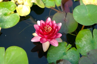 Water Lily &lsquo;Attraction&rsquo; in a water garden.