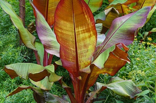 Red Abyssinian Banana Red Abyssinian Banana - Marginal Water Plant.
