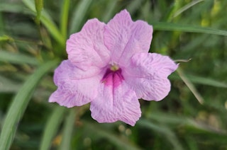 Dwarf Pink Mexican Petunia water plant.