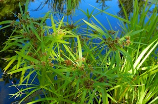 Papyrus water plants.