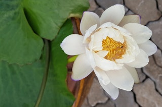 Close up of a Water Lily ‘Albatross’ in a water garden with bloom hanging over pavers.