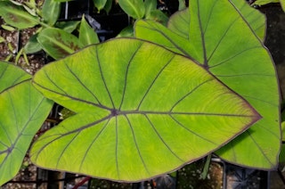 Close up of Blue Hawaii Elephant Ear plants.