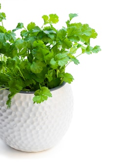 Cilantro growing in a white textured pot.