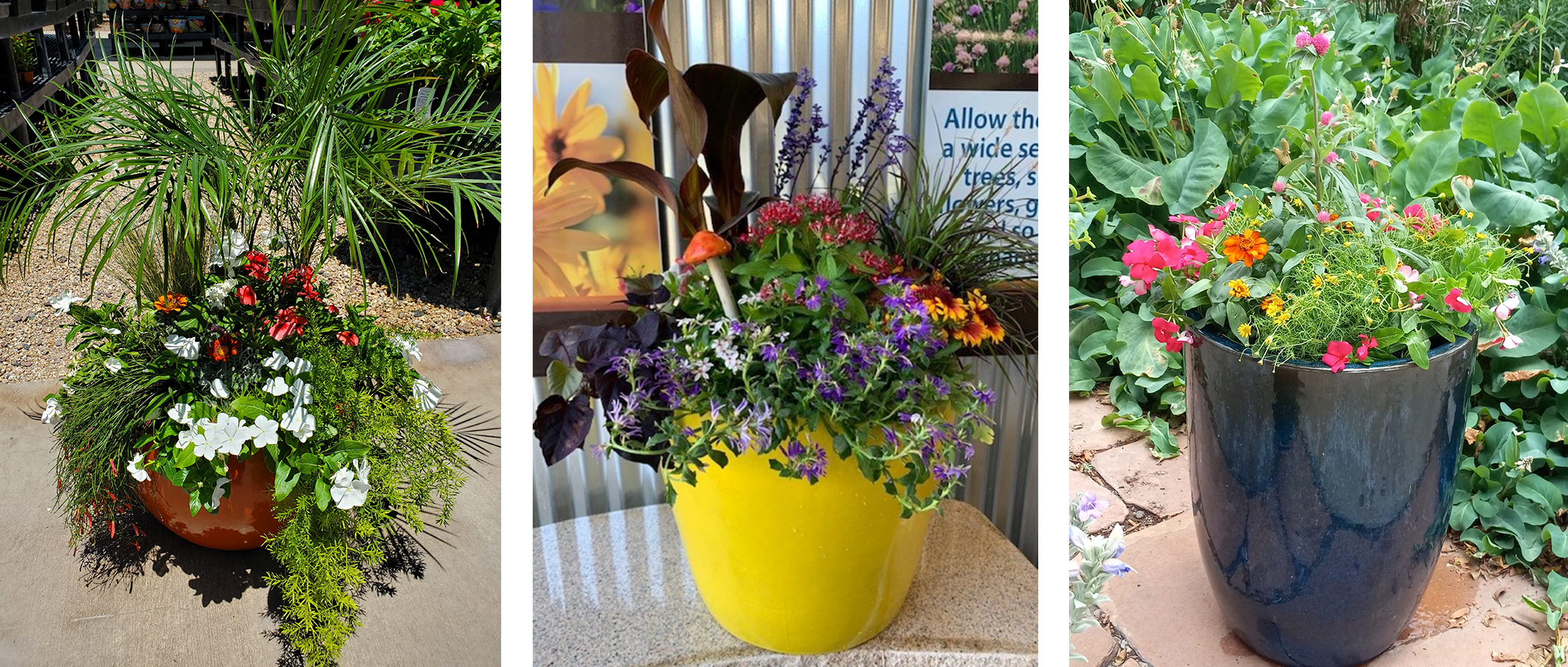 Sun-Loving Summer Container Plants - 3 different pots containing a wide variety of plants and flowers.