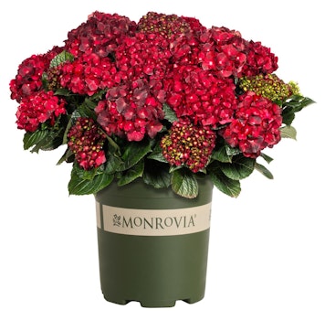 Monrovia centenial ruby hydrangea.