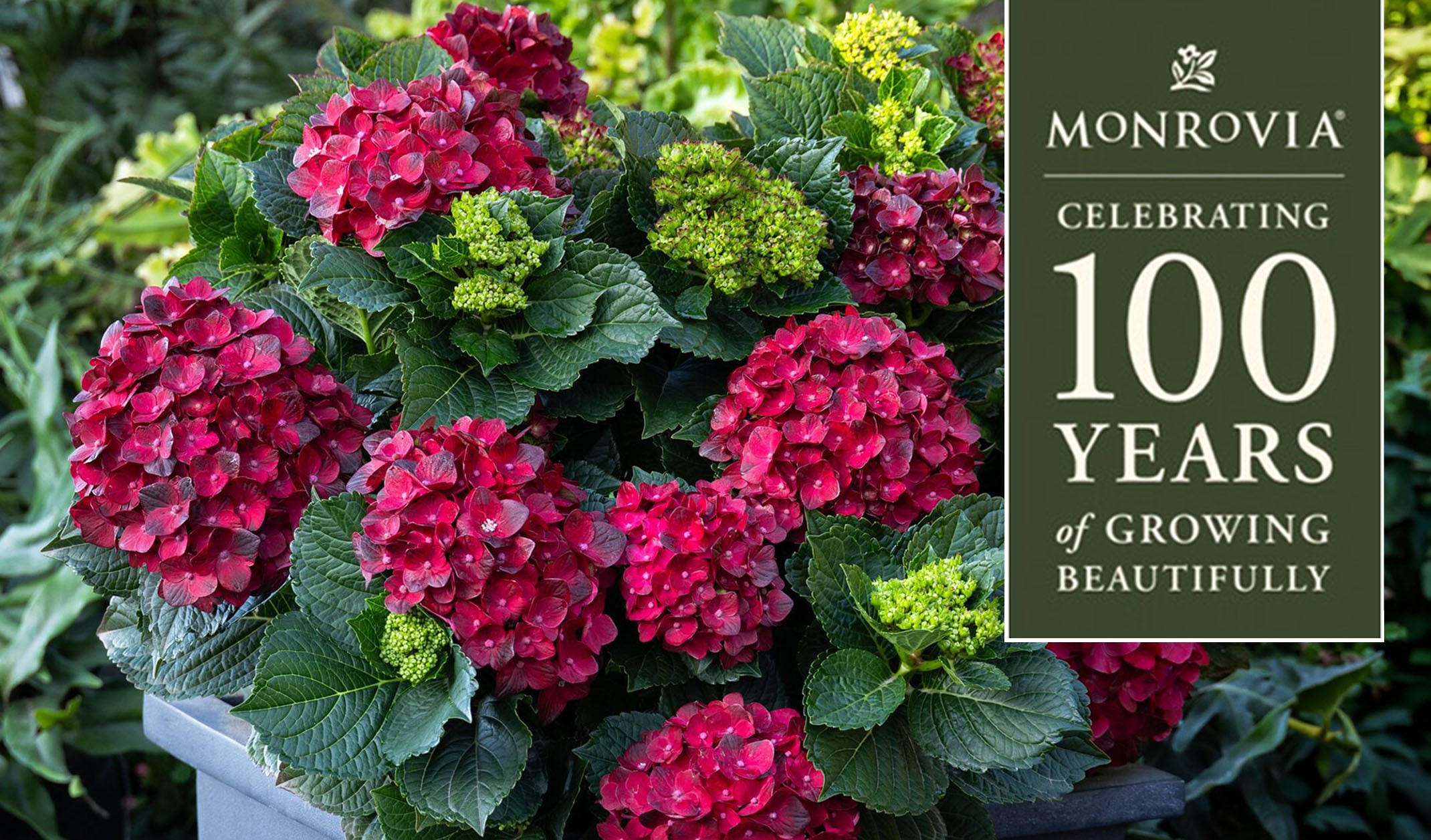 Monrovia's celebrating 100 years of growing beautifully with their centennial ruby hydrangea.