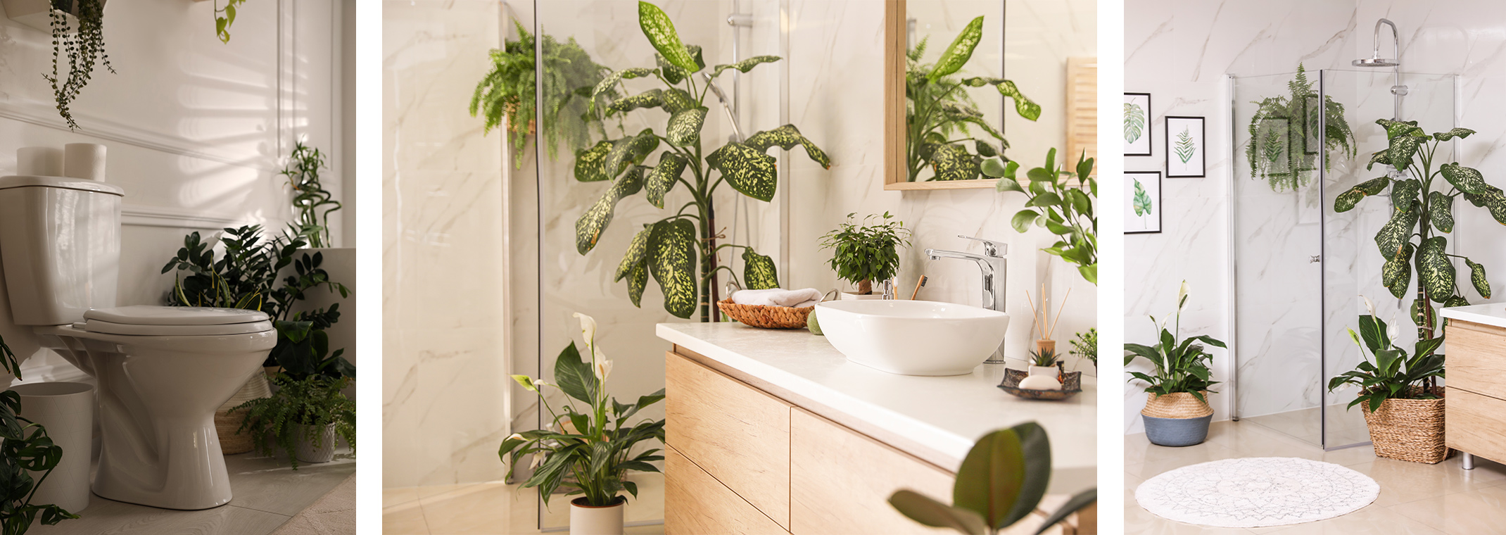 Three pictures illustrating biophilic bathrooms--bathrooms filled with a variety of plants.