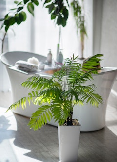 A potted palm in the foreground with a standing bathtub and other plants in the background. A biophilic bathroom.