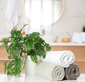 A swiss cheese plant near three rolled up towels with a bathroom counter in the background.