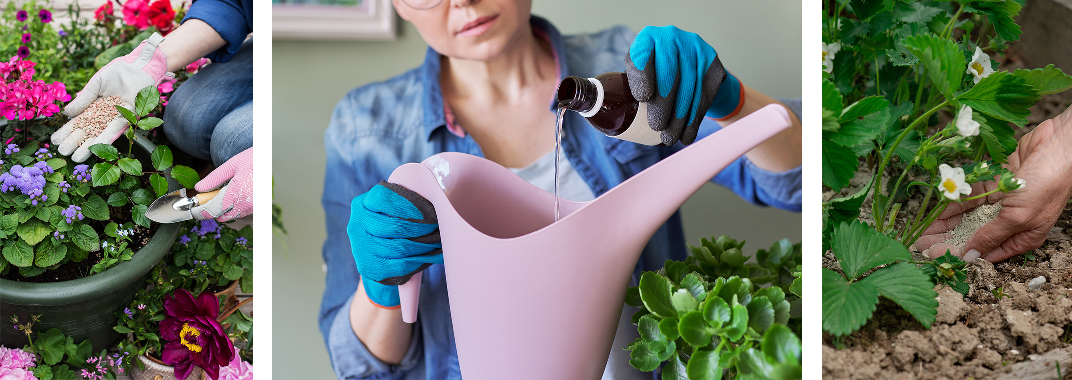 Three images depicting fertilizing potted plants. The first has flowers, the second is a woman pouring fertilizer into a watering can for her houseplants, and the third is someone fertilizing strawberry plants in a raised bed garden.