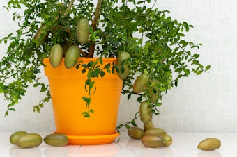 An Australian Finger Lime tree in a bright orange pot.
