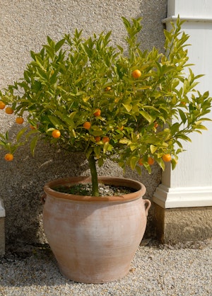 A dwarf citrus tree in a large white-washed terracotta pot.