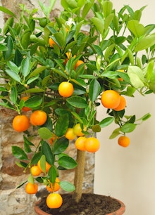 A dwarf citrus tree in a terracotta pot, near a stone wall.