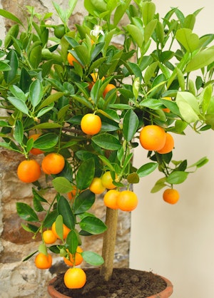 A dwarf citrus tree in a terracotta pot, near a stone wall.