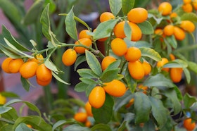 A close up of kumquats growing on a citrus tree.