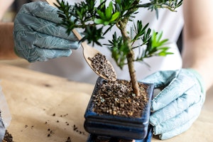 A woman fertilizing a bonsai tree.