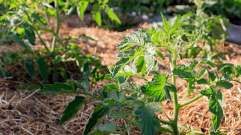 Tomato plants growing in a raised garden bed with straw mulch.
