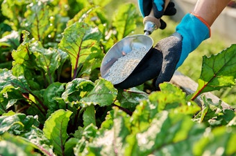 A raised vegetable garden bed being fertilized with granular fertilizer.