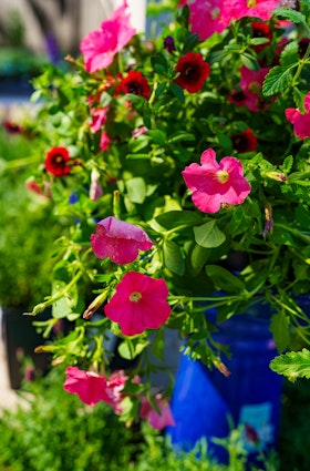 Pink petunias in a bright blue ceramic pot at SummerWinds Nursery.