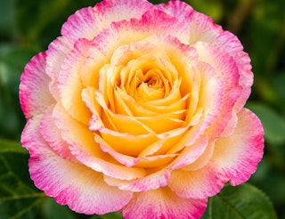 Weeks roses bright pink edges with orange yellow throat called living the dream.