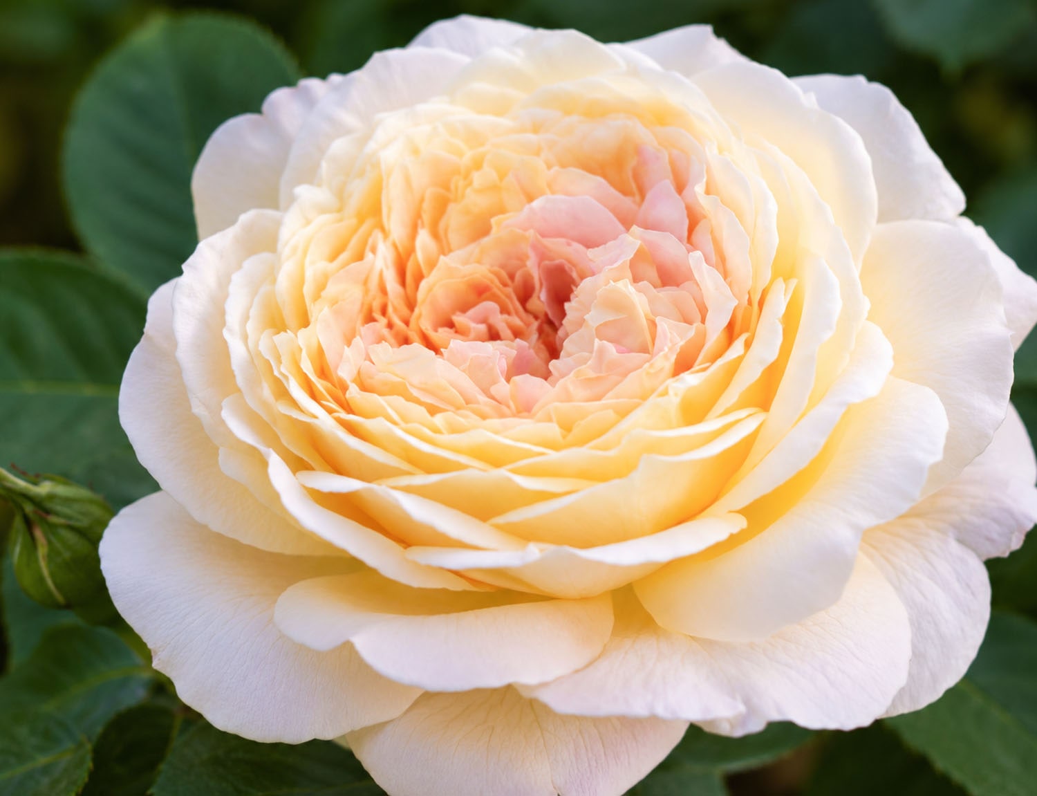 Rose Bush | Varieties | California SummerWinds Nursery