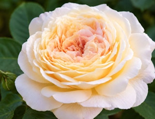 Weeks roses faded peach rose called fun in the sun.