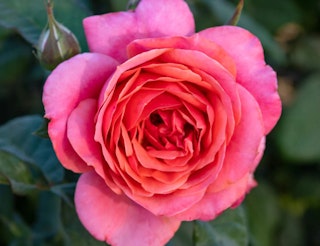 Weeks roses faded red or dark pink rose called miss manners