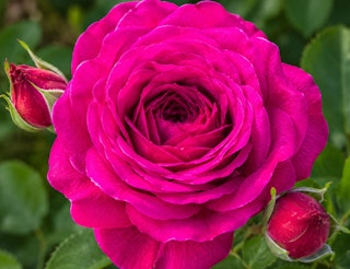 Weeks roses bright pink rose called light years away.