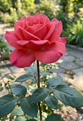 Pink or light red rose from a hybrid tea rose bush in landscape.