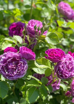 Mixed purple floribunda rose bush.