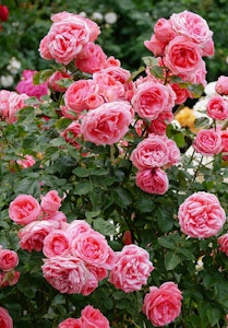 Pink grandiflora rose bush.