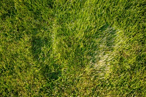 Foot indentations in a lawn.