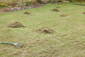 A rake and piles on a lawn as part of the dethatching of the lawn.
