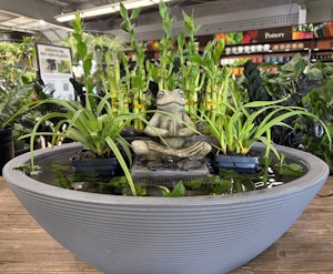 A Crescent water garden container filled with aquatic plants and a Zen frog statue on display at SummerWinds.