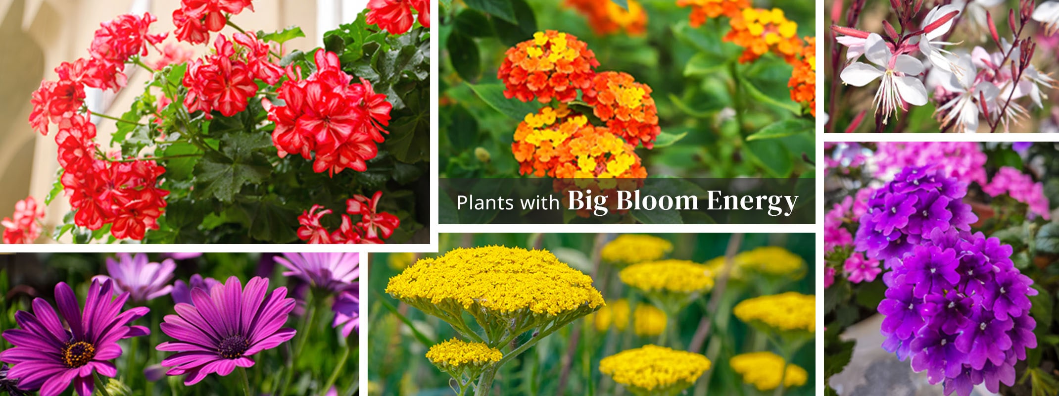 Plants with big bloom energy featuring geraniums, osteos, lantana, yarrow, guara and verbena.