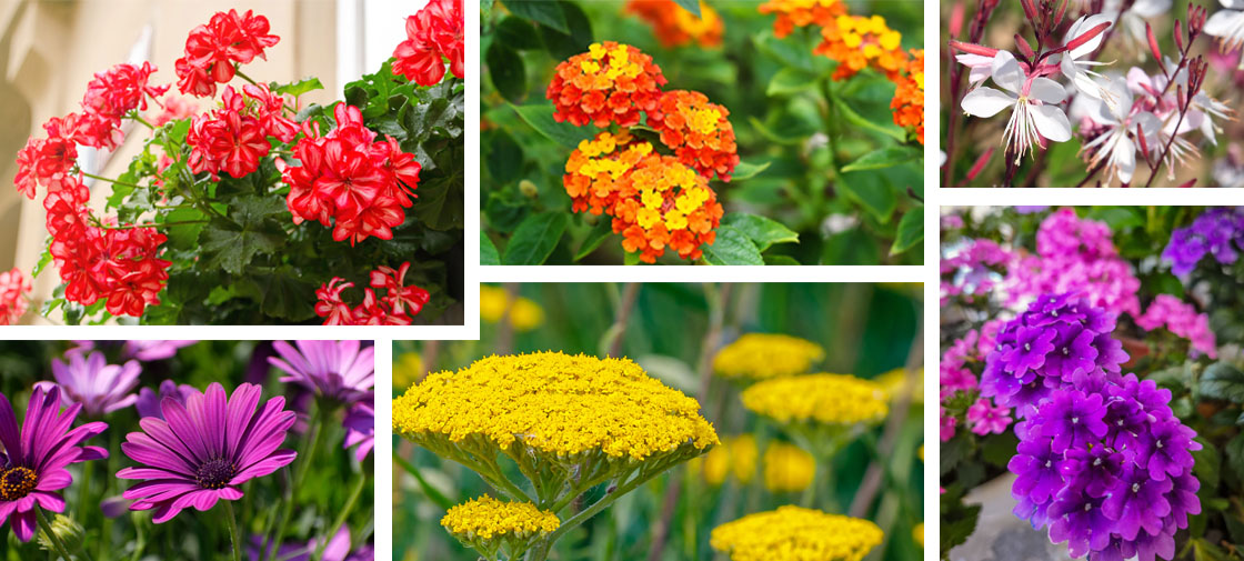 Plants with big bloom energy and bloom all summer long, geraniums, osteospermums, lantana, yarrow and verbena.
