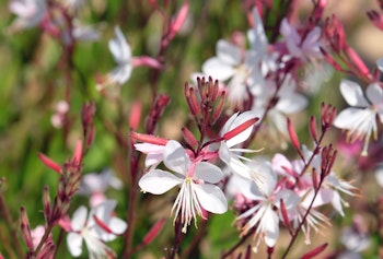Gaura perennial