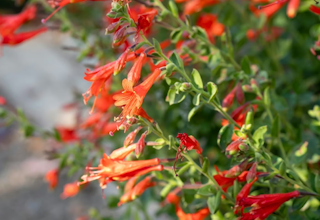 California fuchsia