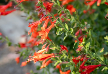 California fuchsia