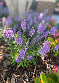 Puple angelonia flowers in a garden with bark mulch below them.