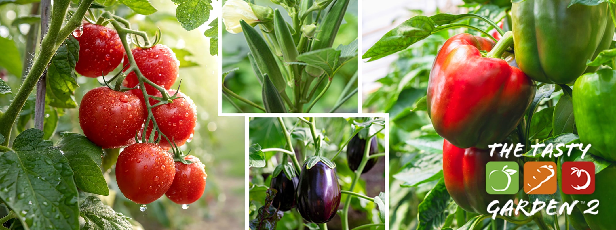 The Tasty Garden 2 with tomatoes, eggplants, okra and peppers.