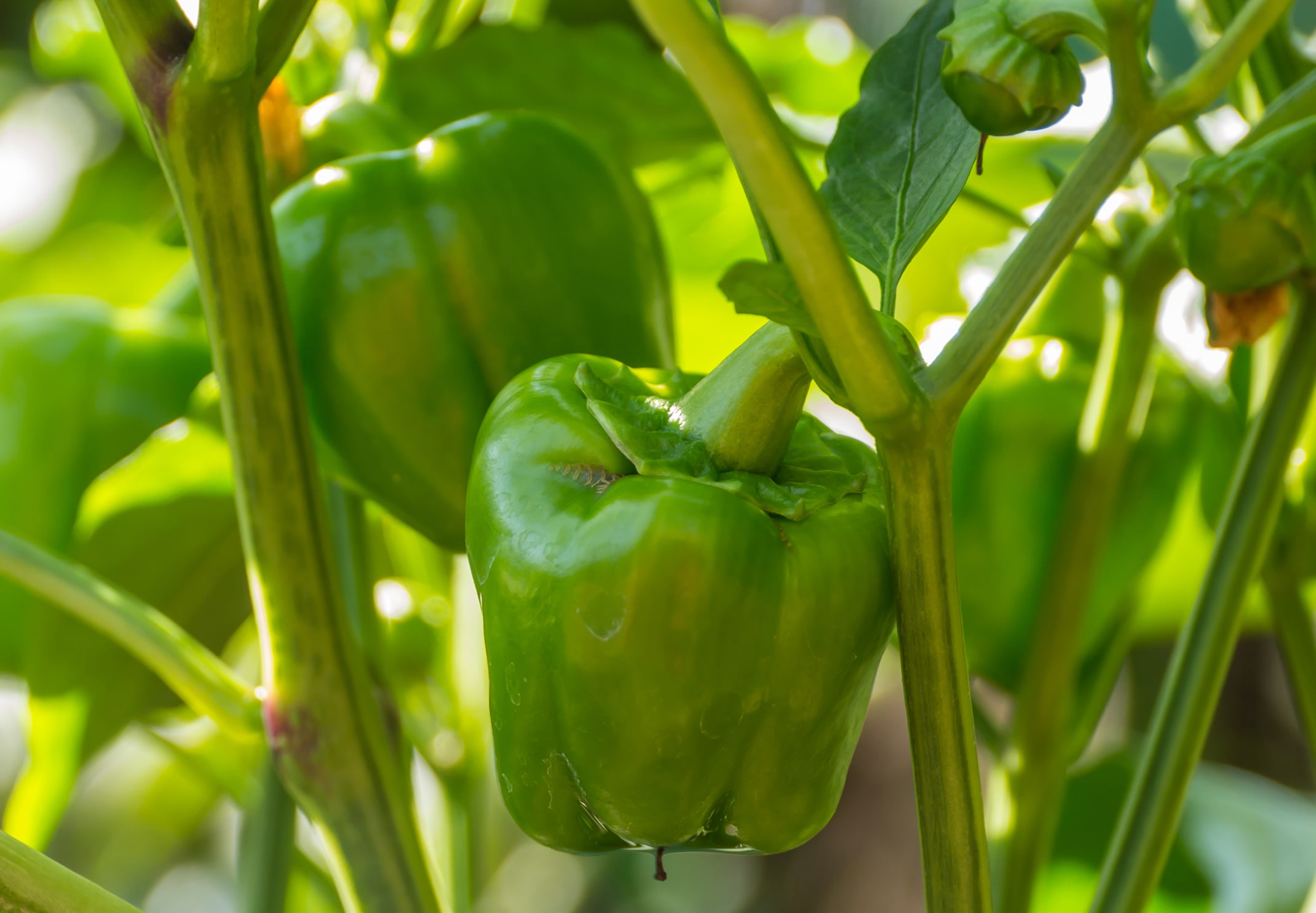 Green bell pepper plants.