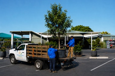 SummerWinds Nursery with two men loading a large tree into the back of a truck with SummerWinds' logo.