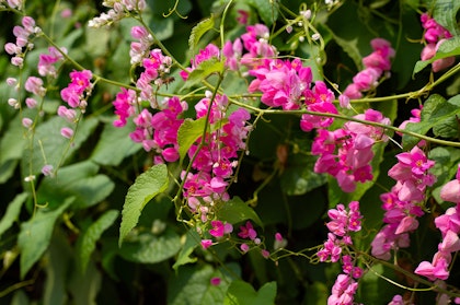 Close up of bright pink blooms on coral vine.
