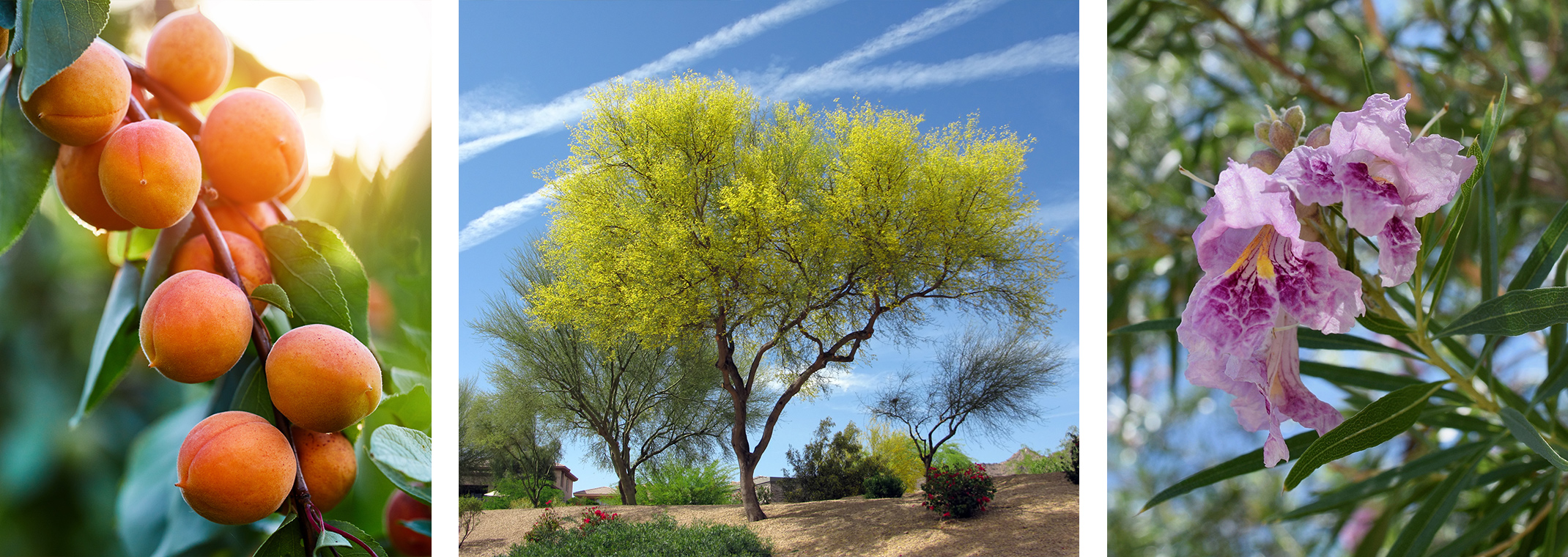 Three trees: a closeup of a lemon growing on a tree, a palo verde tree, and a closeup of a desert willow bloom.