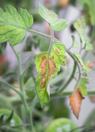 Closeup of a heat and water stressed tomato plant.