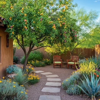 A southwest backyard walled garden with fruit tree, native and flower plants, seating and shade trees.